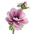Squires Sugar Flower Paste - Holly/Ivy Green - 100g Alternative Image