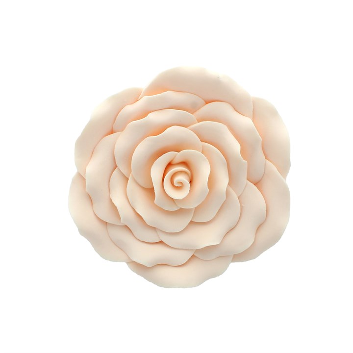 102mm Ivory Peach Sugar Rose